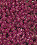 Alyssum maritimum